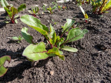 Küçük pancar (Beta vulgaris) yeşillik ve kırmızı damarlı yapraklarla dolu bir sebze yatağında filizlenen bitkiler.