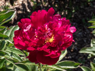 Bahçede çiçek açan yaygın bahçe şakayığının (Paeonia lactiflora) yakın plan çekimi. Cultivar 