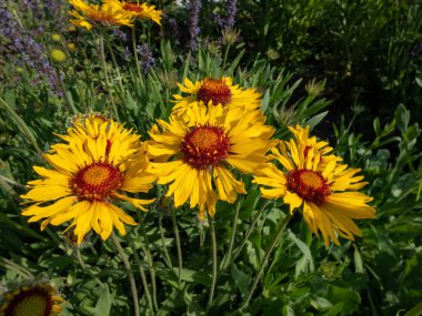 Büyük Battaniye Çiçeği 'nin (Gailardia aristata) yakından çekimleri, yazın bahçede papatya gibi sarı ve turuncu çiçek başlarıyla övünüyor.