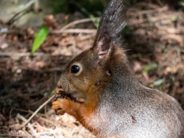 Kırmızı Sincap 'ın (Sciurus vulgaris) yerde oturan ve pençelerinde parlak güneş ışığı altında göze odaklanmış bir çam kozalağı tutan gri ceketli yakın çekimi. Güzel, sevimli hayvan manzarası