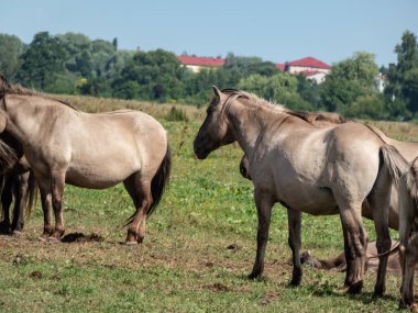 Gri ve siyah yarı vahşi Polonyalı Konik atlardan oluşan bir grup yazın yeşil bitkilerle dolu bir çayırda birlikte vakit geçiriyorlar. Vahşi yaşam manzarası. Vahşi at yeniden tanıtımı.