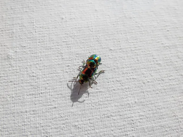 一对五颜六色的死荨麻叶虫 Chrysolina Fastuosa 金铜光泽 金属光泽 过渡到绿色或紫色的纵向条纹在白色背景交配 — 图库照片
