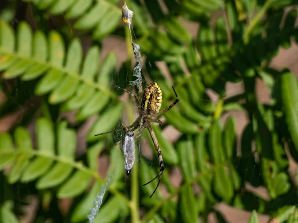 腹部に黄色と黒のマーキングが施された成虫の雌ワスプクモ アルギペ ブルネニチ が巣の上に吊るされ 獲物が捕らえられ 食べられる前に包まれている クモ食虫 — ストック写真