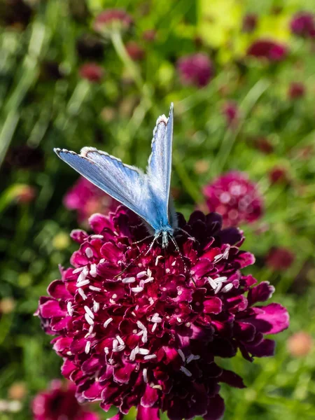 Großaufnahme Eines Erwachsenen Männchens Des Gemeinen Blauen Schmetterlings Polyommatus Icarus — Stockfoto