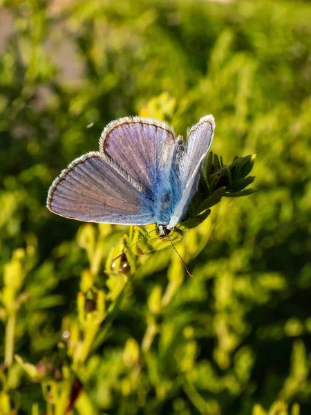 Yeşil bitki örtüsüyle çevrili bir çimen sapında oturan yetişkin mavi kelebeğin (Polyommatus icarus) ya da Avrupa ortak mavisinin (Polyommatus icarus) yakın çekimi