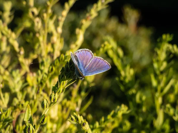 Κοντινό Πλάνο Του Ενήλικου Κοινού Μπλε Πεταλούδα Ευρωπαϊκό Κοινό Μπλε — Φωτογραφία Αρχείου