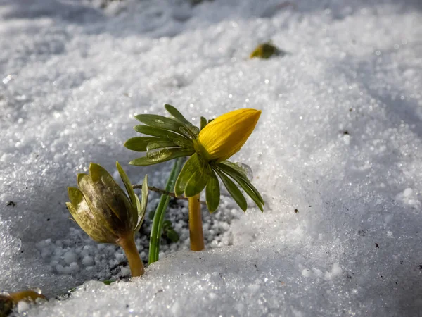 Macro Flores Cercadas Neve Branca Aconito Inverno Eranthis Hyemalis Começando — Fotografia de Stock