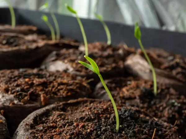 Pequeñas Plantas Pimiento Verde Cultivadas Casa Que Crecen Macetas Suelo — Foto de Stock