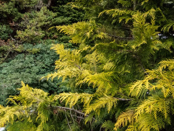 ローソンヒノキ Chamaecyparis Lawsoniana ゴールデンワンダー は常緑で 広い円錐形の冠を持つ針葉樹の木で 枝を垂らし 上にぶら下がり 鮮やかな黄金色の葉を持つ鱗状の針です — ストック写真