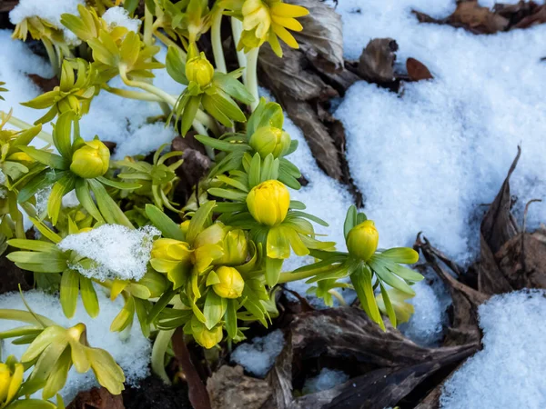 Macro Shot Buds Winter Aconite Eranthis Hyemalis Flore Pleno Uma — Fotografia de Stock