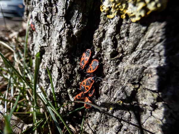 Nahaufnahme Einer Gruppe Ausgewachsener Roter Und Schwarzer Feuerwanzen Pyrrhocoris Apterus — Stockfoto
