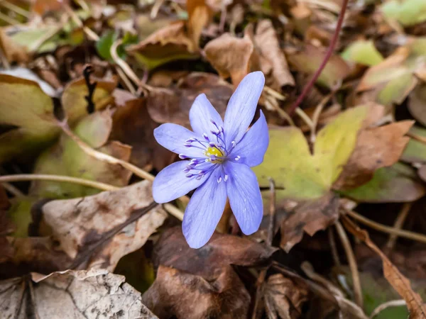 Primer Plano Una Sola Hermosa Púrpura Primera Flor Primavera Flor —  Fotos de Stock