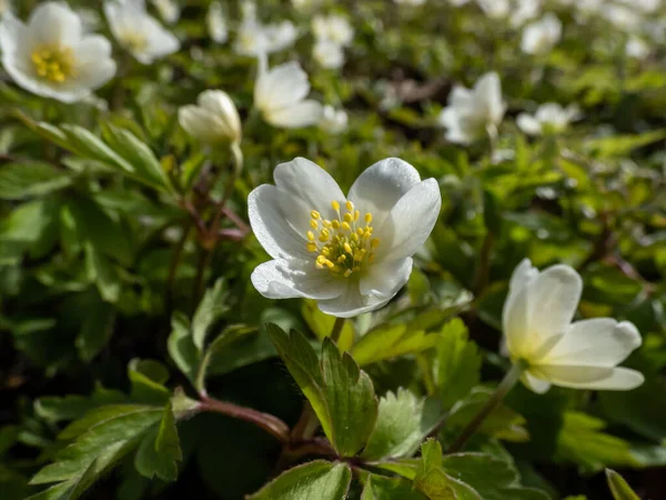 Makro Bílého Jarního Květu Dřevěné Sasanky Anemone Nemorosa Kvetoucí Jasném — Stock fotografie