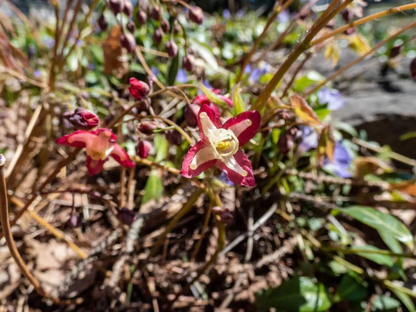 Close Planta Que Espalha Com Folhas Forma Coração Barrenwort Vermelho — Fotografia de Stock