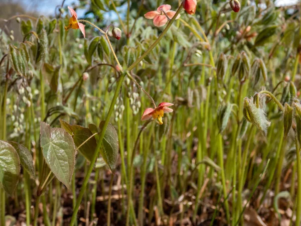 Close Spreading Plant Warley Epimedium Epimedium Warleyense Orangekonigin Flowering Sprays — Stockfoto