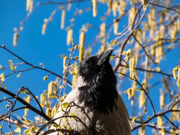 Beautiful Close Shot Hooded Crow Corvus Cornix Sitting Birch Tree — Zdjęcie stockowe