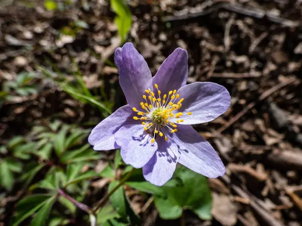 Close-up shot of the Wood anemone (Anemone nemorosa) with purple or purple-streaked petals flowering in bright sunlight. Spring floral scenery