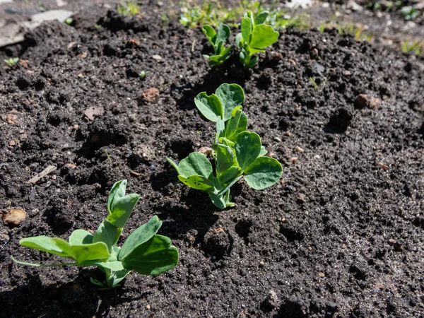 春に明るい日差しの中で野菜の庭の土壌で成長する小さな甘い緑のエンドウ豆 の芽または苗のクローズアップ — ストック写真