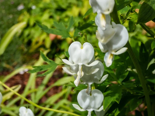 White bleeding heart (Dicentra spectabilis) \'Alba\' with divided, light green foliage and arching sprays of pure white, heart-shaped flowers with protruding white petals, which dangle above the foliage