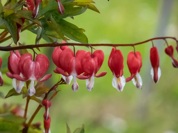 Krwawiące Serce Dicentra Spectabilis Valentine Kwitnące Bufiastymi Wiszącymi Jasnoczerwonymi Kwiatami — Zdjęcie stockowe