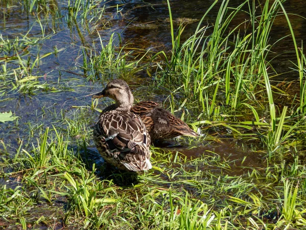 Partly Fluffy Duckling Mallard Wild Duck Anas Platyrhynchos Green Vegetation — Foto de Stock