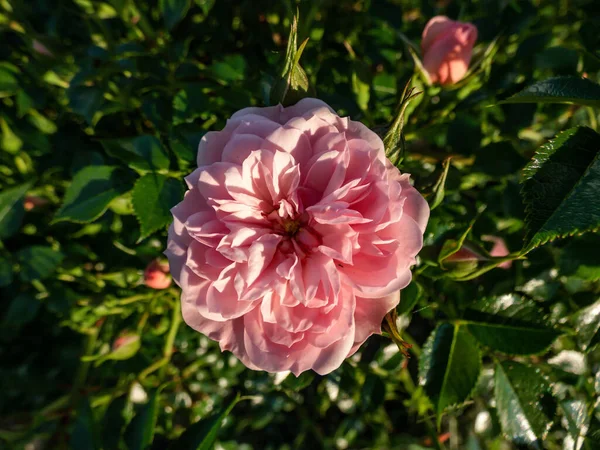 Грунтовий Покрив Троянди Рожеві Дзвони Квітучі Красивими Скупченнями Повністю Подвійних — стокове фото
