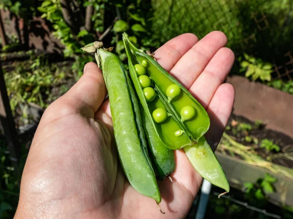 Hand Holding Open Green Pea Pods Closed Pea Pods Bright — Stockfoto