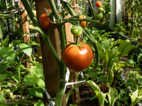 Close Shot Maturing Tomatoes Growing Tomato Plant Greenhouse Bright Sunlight — Foto Stock