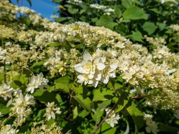 Крупный План Гладкой Гортензии Hydrangea Arborescens Hayes Starburst Цветет Белыми — стоковое фото