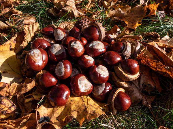 Close Pile Fresh Horse Chestnuts Aesculus Hippocastanum Dry Leaves Autumn — Stock Photo, Image