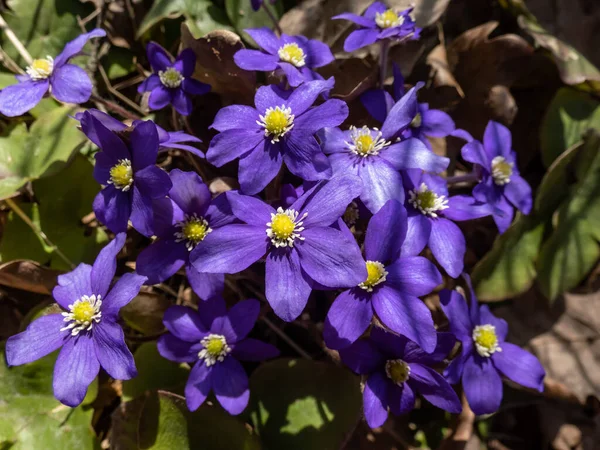 森の明るい日差しの中で紫の花で咲く一般的な肝斑 貧血性肝斑または肝斑Nobilis 美しく繊細な花の春の風景 — ストック写真