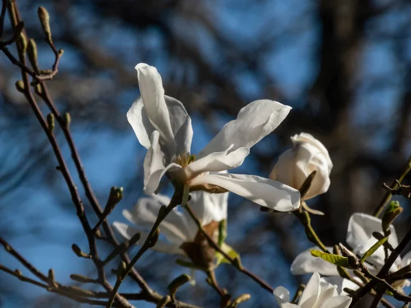 Κοντινό Πλάνο Ενός Μοναδικού Λευκού Λουλουδιού Ανθισμένου Mokyeon Kobus Magnolia — Φωτογραφία Αρχείου