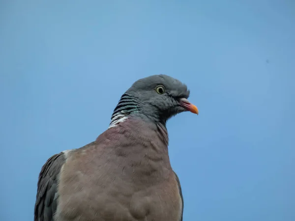 일반적 비둘기 비둘기 Columba Palumbus 날개에 배경에 케이블에 — 스톡 사진