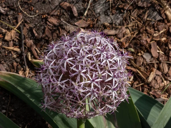 Nahaufnahme Der Blüte Des Allium Pseudobodeanum Mit Großen Violetten Sternförmigen — Stockfoto