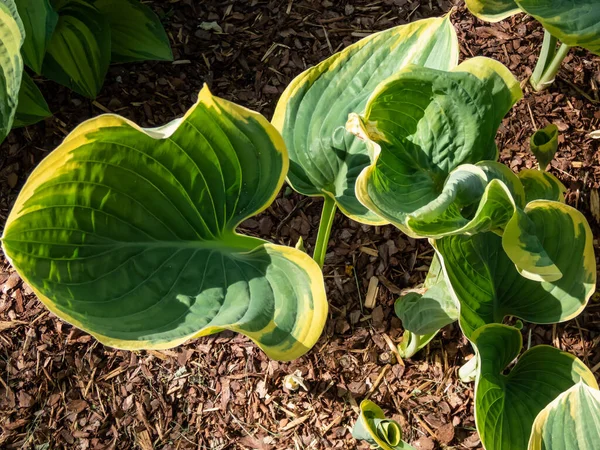 stock image Plantain lily (Hosta fluctuans) 'Sagae' growing in garden with large, thick, wavy, widely oval, frosted blue-green leaves turning gray-green with irregular margins that turn creamy-white