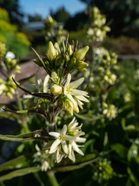 Nahaufnahme Der Weißen Schwalbenkraut Vincetoxicum Hirundinaria Die Mit Weißen Blüten — Stockfoto