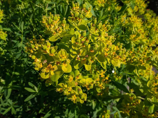 Marsh Spurge Marsh Euphorbia Euphorbia Palustris Growing Garden Flowering Bright — Stock Photo, Image
