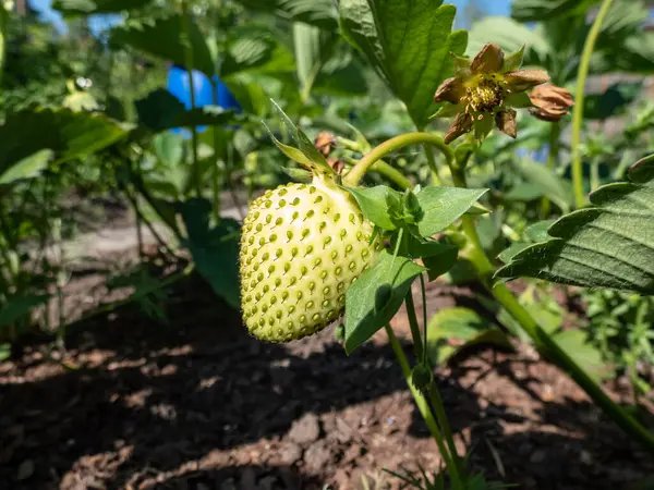 Nahaufnahme Weißer Unreifer Früchte Die Einer Erdbeerpflanze Garten Hinterhof Reifen — Stockfoto