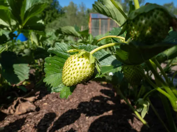 Nahaufnahme Weißer Unreifer Früchte Die Einer Erdbeerpflanze Garten Hinterhof Reifen — Stockfoto