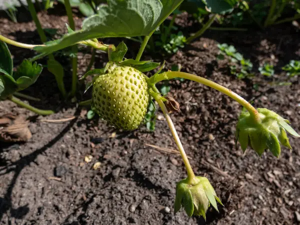 Close Shot White Unripe Fruit Maturing Strawberry Plant Backyard Garden — Stock Photo, Image