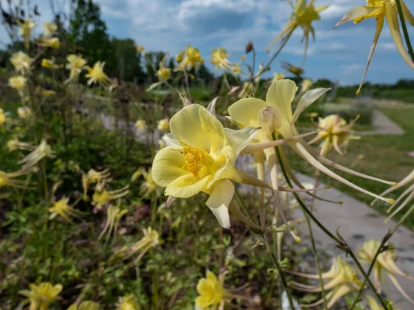 Aquilegia Chrysantha Żółta Królowa Złota Kolumna Kwitnąca Dużymi Jasnożółtymi Kwiatami — Zdjęcie stockowe