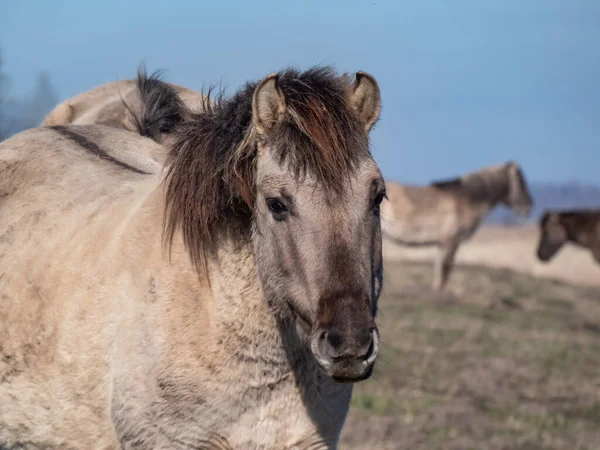 Close Cavalos Poloneses Semi Selvagens Konik Com Pele Inverno Prado — Fotografia de Stock
