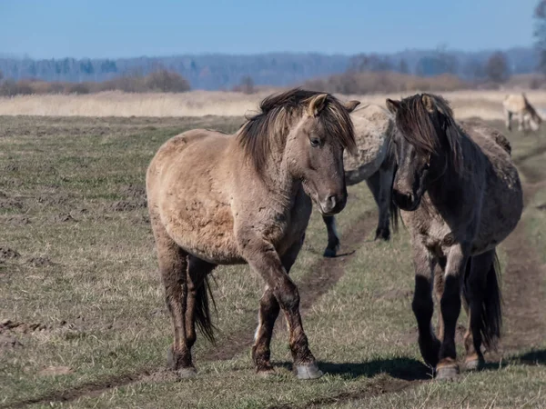Cavalos Poloneses Semi Selvagens Cinzentos Konik Prado Várzea Com Vegetação — Fotografia de Stock