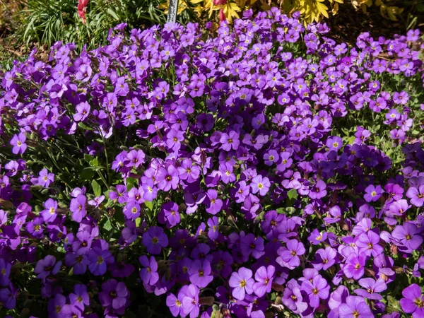 宏观拍摄的精致 观赏性的 常绿的植物岩石仙女 奥布里塔X Cultorum 蓝色皇帝 与蓝色紫色的小花形成地毯在岩石花园 图库图片