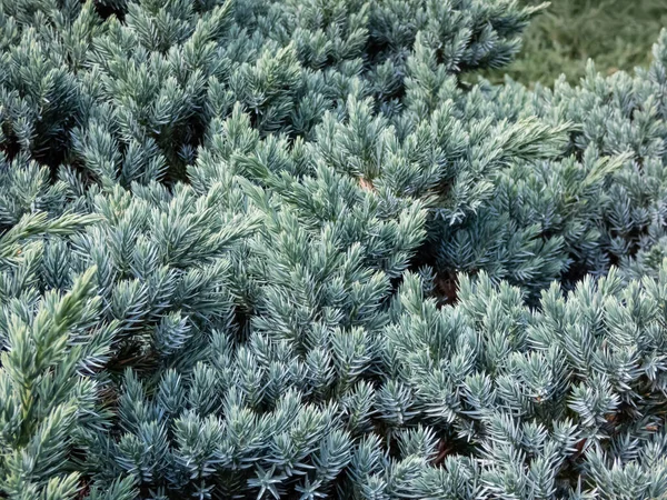 Dwerg Groenblijvende Struik Flaky Jeneverbes Eenzaadjeneverbes Juniperus Squamata Blauwe Ster Stockafbeelding