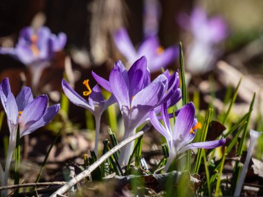 Güzel makro menekşe bahar timsahları (Crocus vernus) parlak güneş ışığı altında görünen turuncu polenler ile çiçek açarlar.