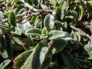 Lamb 'in kulağındaki makro (Stachys byzantina)' Gümüş Halı '. Ebedî yeşil halı, gri-beyaz, yumuşak, yünlü yapraklardan oluşan yoğun bir hasırdır ve eliptik yapraklarla kaplı bir zemin oluşturur.