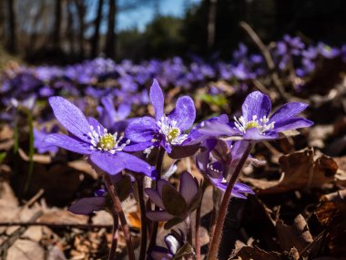 Anemone hepatikası (Anemone hepatica veya Hepatica nobilis) ormanın parlak güneş ışığında mor çiçeklerle açarak makro bir çekim yapar. Güzellik ve narin bahar çiçekleri.