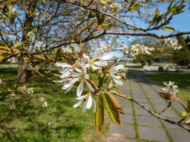 Bahar aylarında çiçek açan çalıların beyaz, yıldız şeklinde çiçekleri ya da küçük ağaç orman meyveleri, servis üzümü, Shadbush ya da karlı mespilus (amelanchier lamarckii) yakın plan çekimleri.