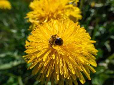 Sarı bir dandelyon çiçeğinin (Aslan dişi) üzerinde sarı polenle kaplanmış tek bir arının makro görüntüsü.